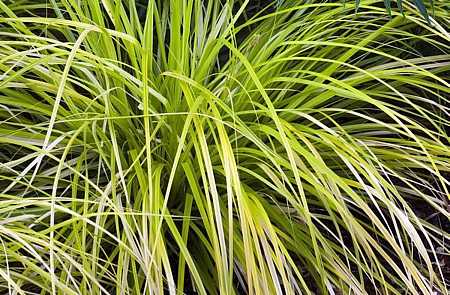 Carex oshimensis EverColor 'Everillo' – Golden Japanese Sedge