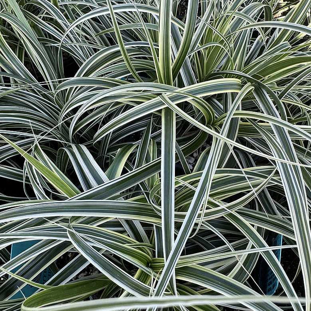 Carex 'Feather Falls' – Variegated Japanese Sedge