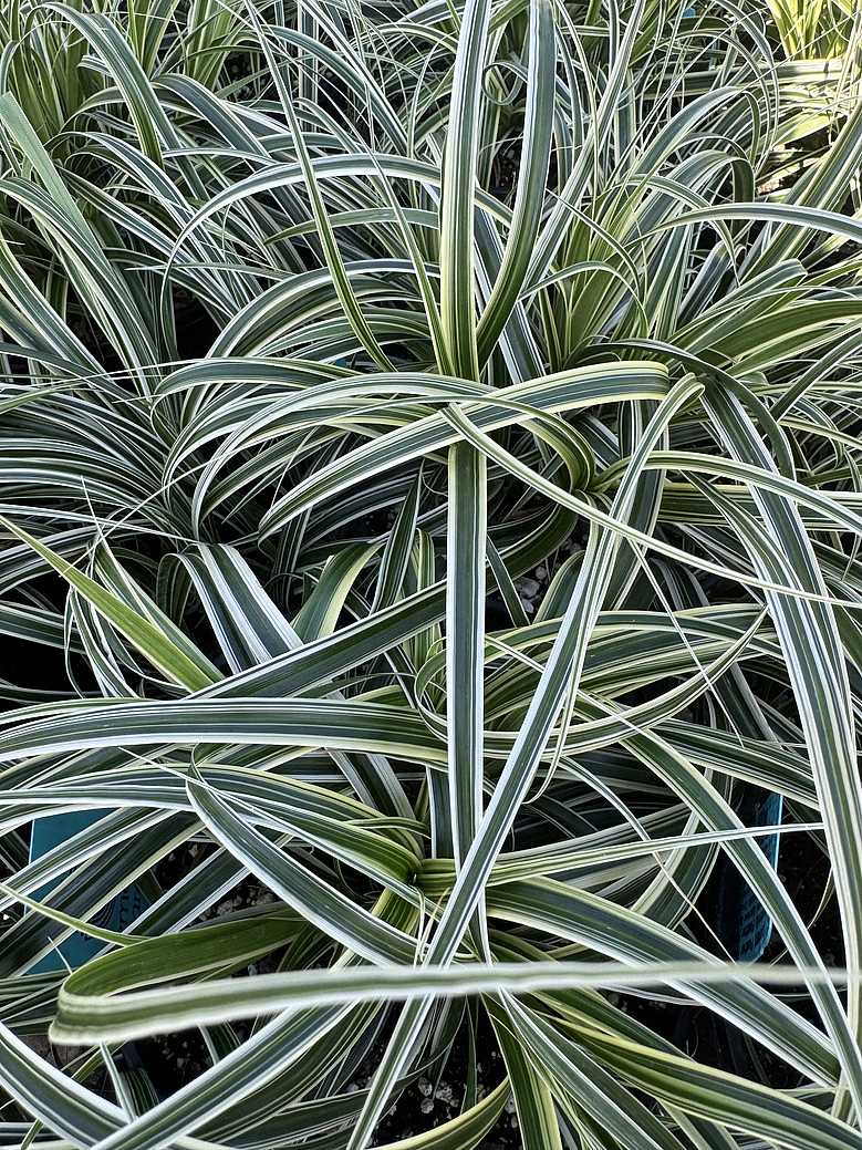 CAREX 'Feather Falls'  (Variegated Japanese Sedge)