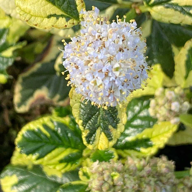 Ceanothus x 'Emerisa’s Gem' – Carmel Creeper