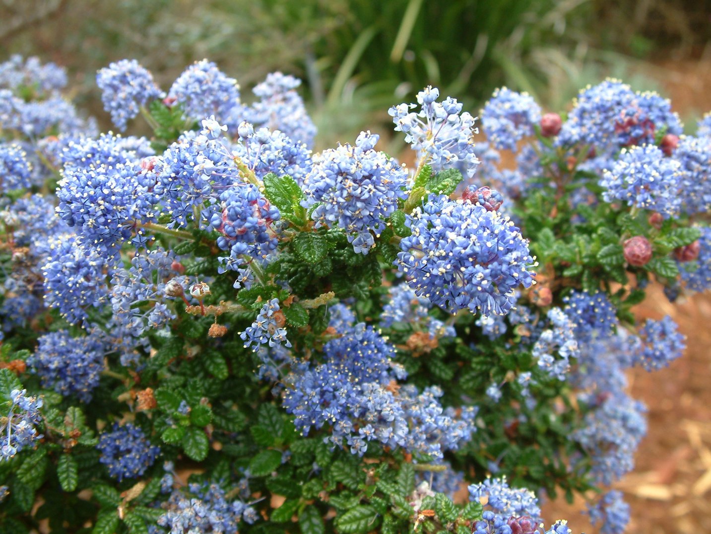 CEANOTHUS gloriosus 'Anchor Bay' (Available Now)