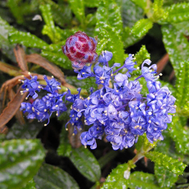 CEANOTHUS hearstiorum (Hearst's California Lilac)