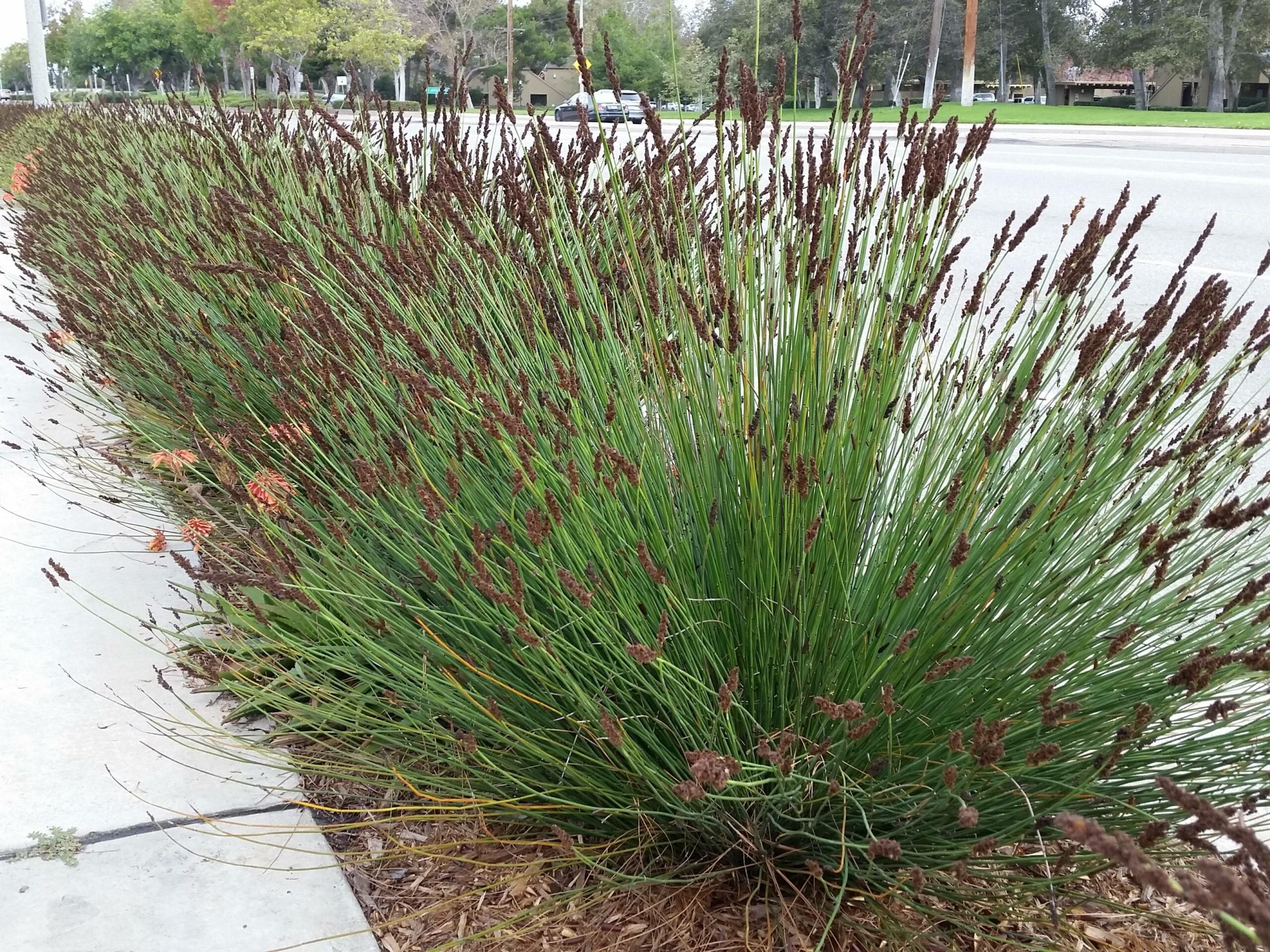 CHONDROPETALUM tectorum 'El Campo' (Small Cape Rush, Thatch Reed)