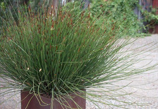 CHONDROPETALUM tectorum 'El Campo' (Small Cape Rush, Thatch Reed)