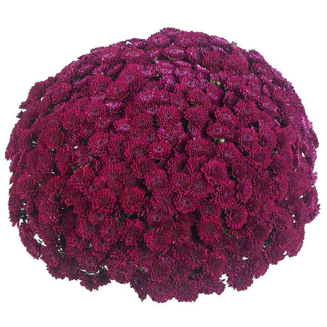 Chrysanthemum x morifolium Vitamin 'Festive Purple' – Purple Mum