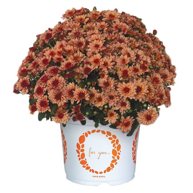 Chrysanthemum x morifolium Vitamin 'Lively Peach Bicolor' – Peach Mum