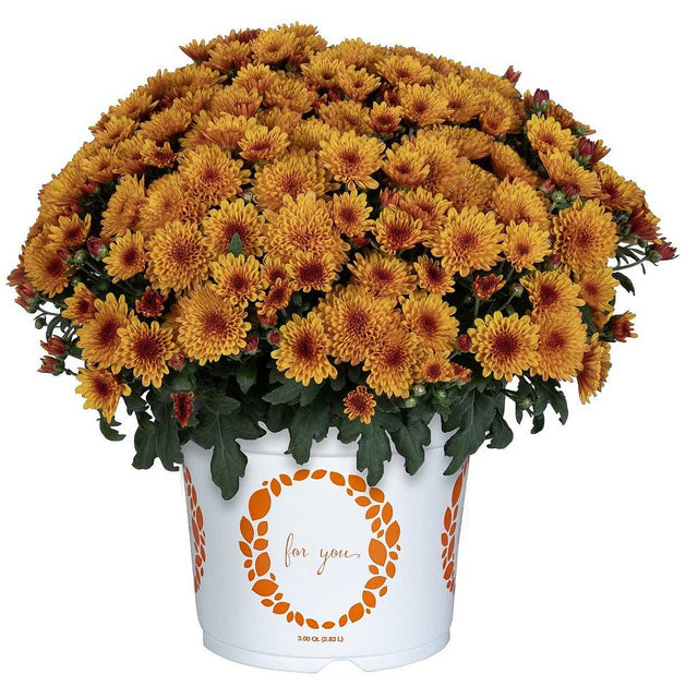 Chrysanthemum x morifolium 'Solstice Bronze' – Bronze Mum