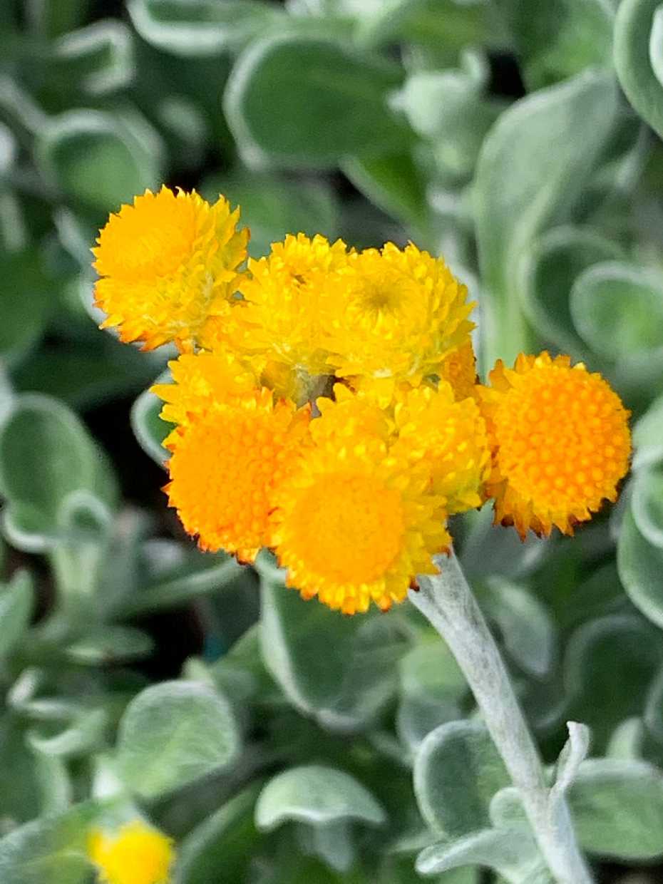 CHRYSOCEPHALUM apiculatum 'Desert Flame' (Available Now)