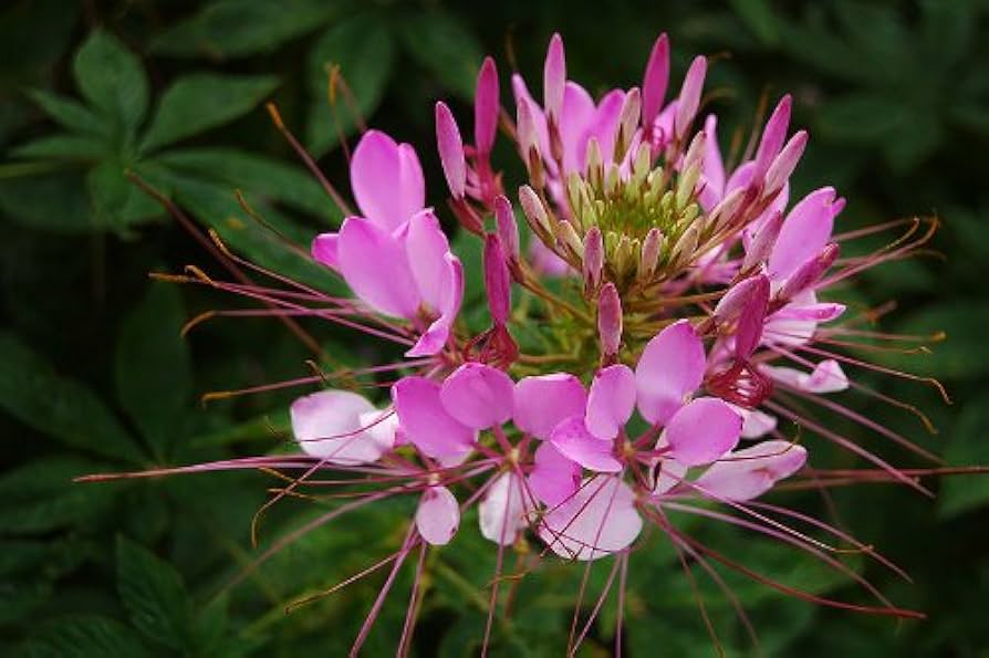 CLEOME x hybrida 'Araña Rose' (syn. 'Araña Rosa', 'Arana Rose') (Available Now)