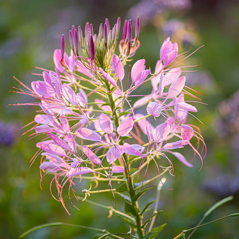 CLEOME x hybrida 'Araña Rose' (syn. 'Araña Rosa', 'Arana Rose') (Available Now)