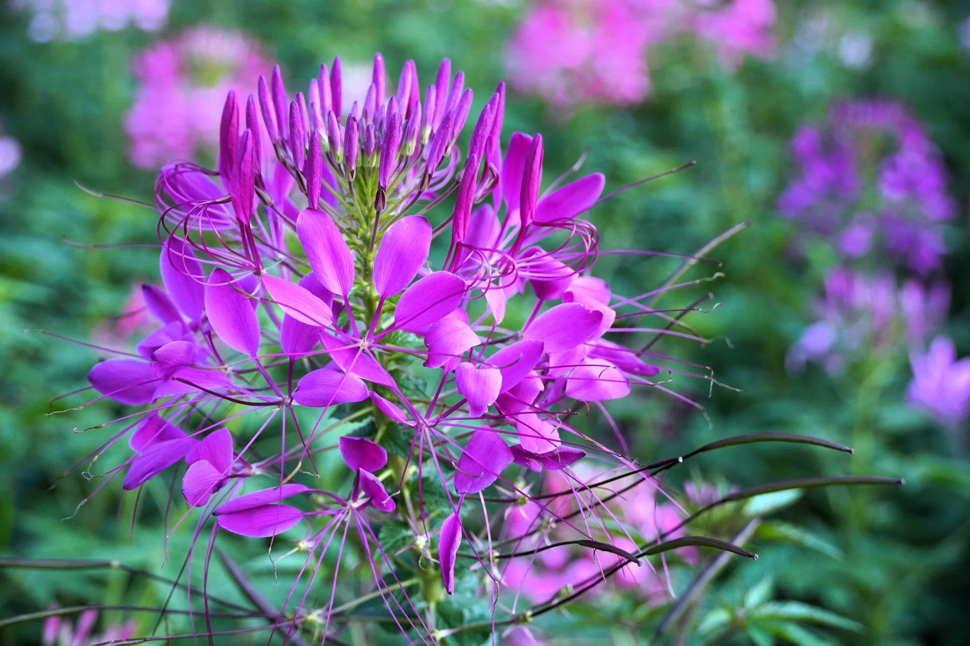 CLEOME x hybrida 'Araña Violet' (syn. 'Araña Violeta, 'Arana Violeta') (Spider Flower)