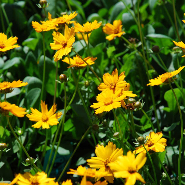 Coreopsis auriculata 'Nana' – Dwarf Tickseed