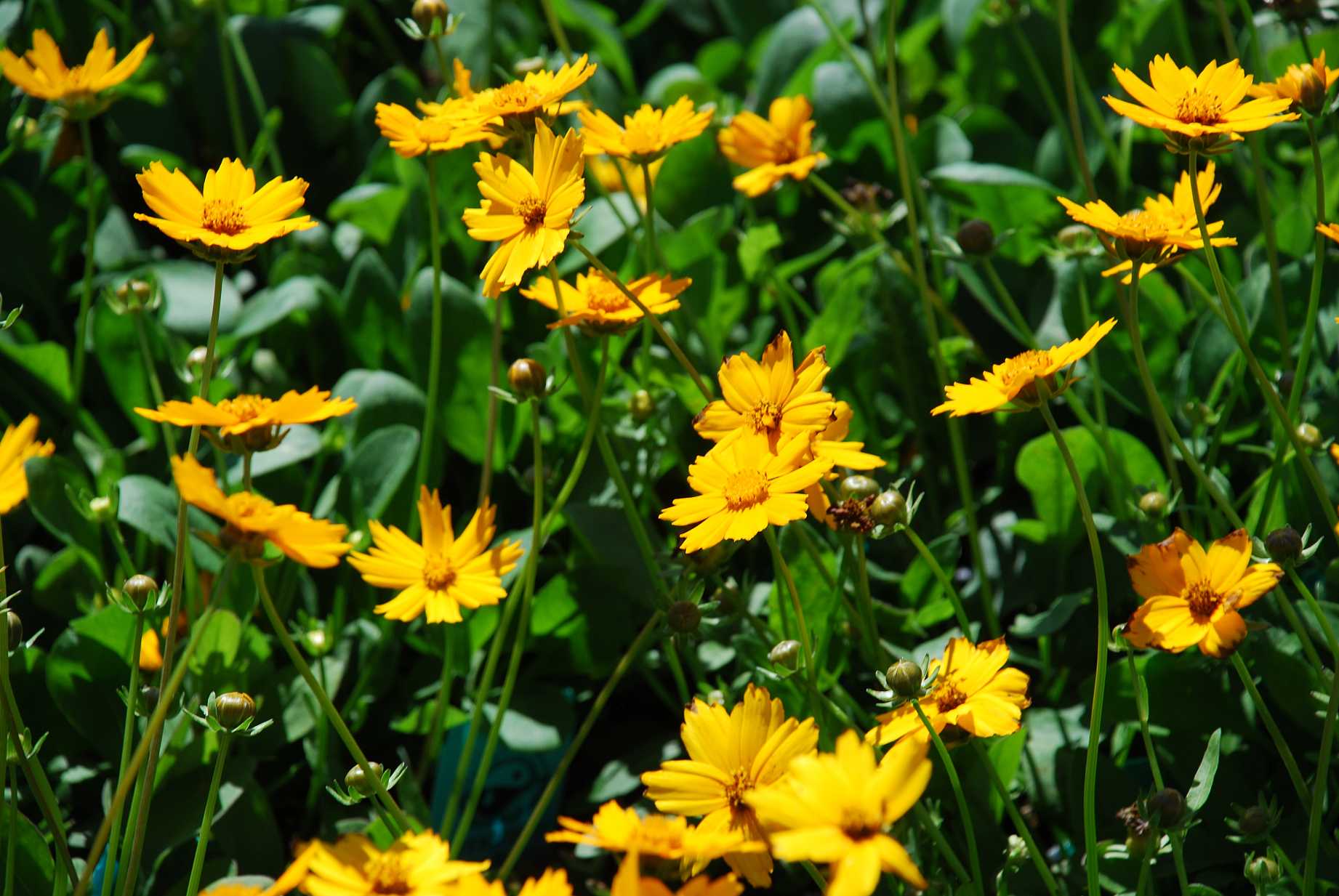 COREOPSIS auriculata 'Nana' (Available Now)