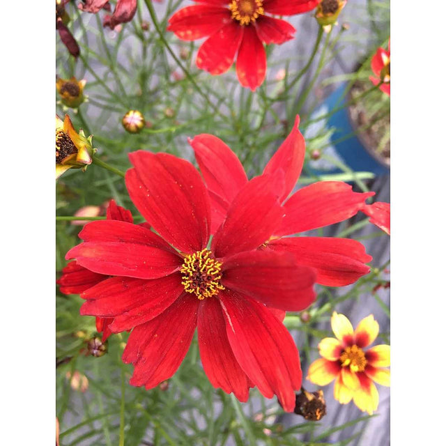 Coreopsis x hybrida Fall Sensation 'Vermillion' – Tickseed