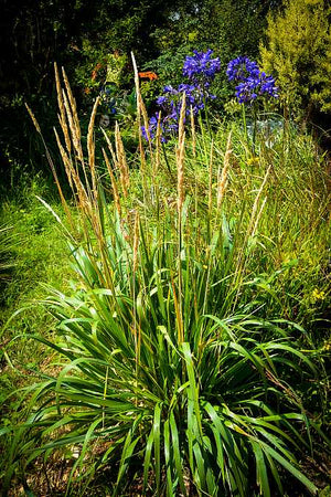Calamagrostis nutkaensis 'The King' – Pacific Reed Grass