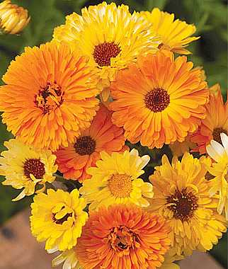 CALENDULA officinalis 'Pacific Beauty Mix' (Available Now)