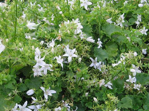 Campanula poscharskyana 'Alba' – White Serbian Bellflower
