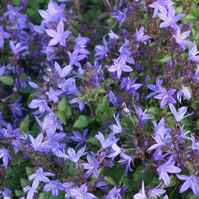 Serbian Bellflower – live perennial, deer resistant