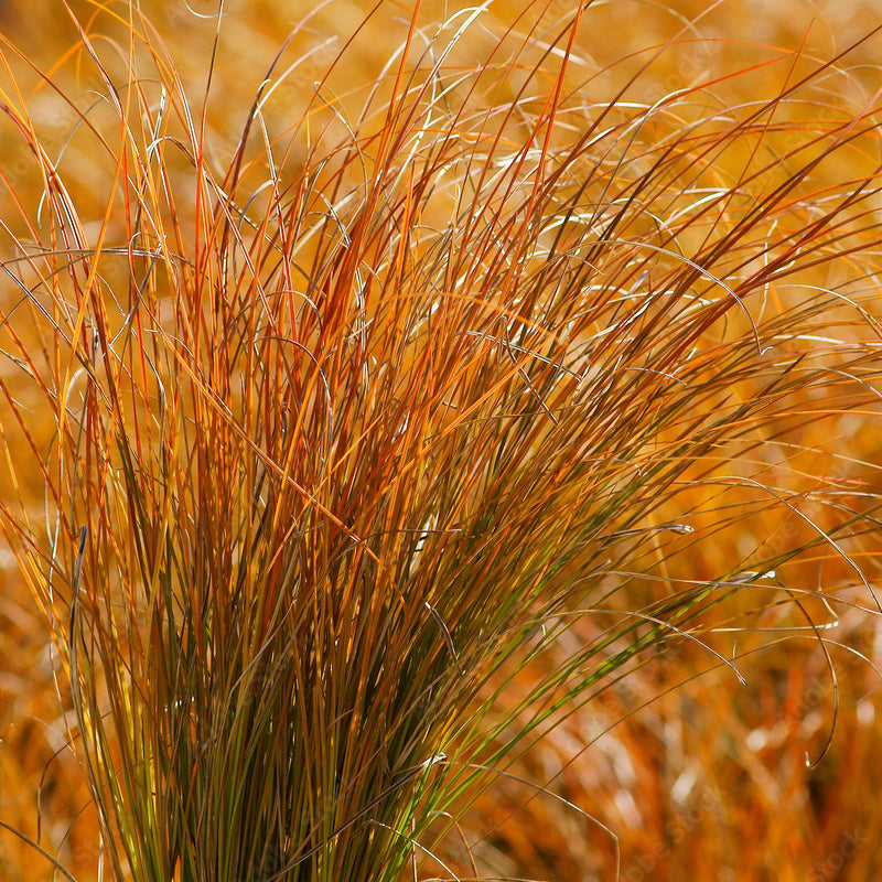 CAREX testacea 'Prairie Fire' (Sedge)