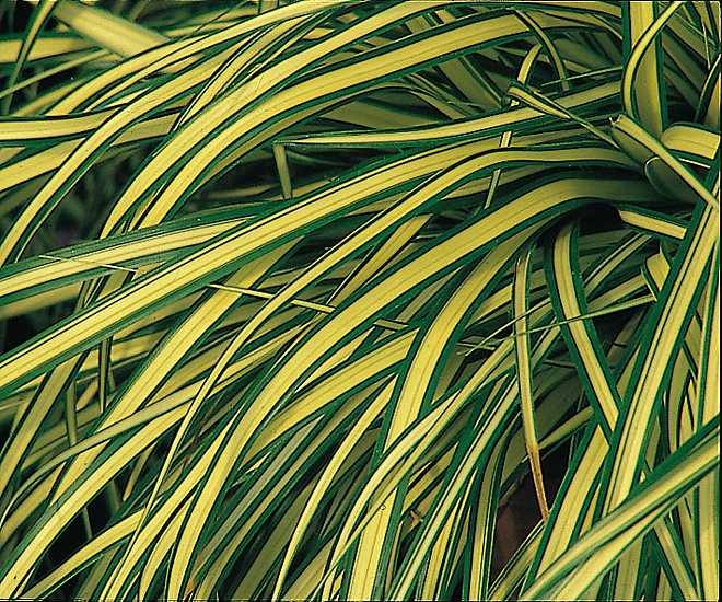 CAREX oshimensis 'Evergold' (Variegated Japanese Sedge)