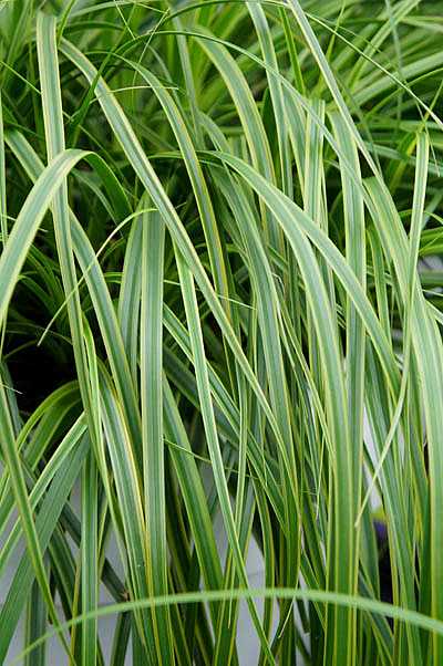 Carex oshimensis EverColor 'Everlime' – Japanese Sedge
