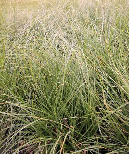 CAREX pansa (California Meadow Sedge, Dune Grass)