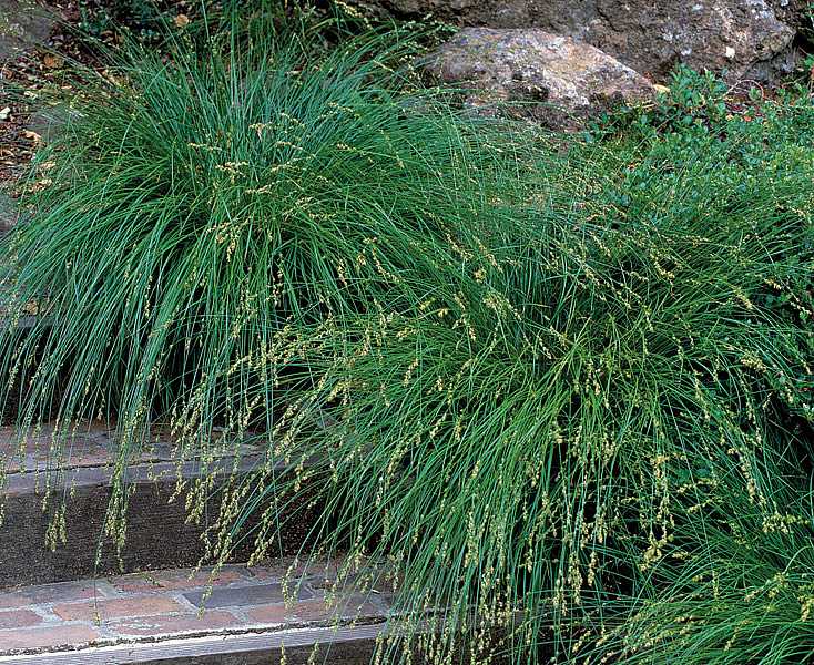 CAREX divulsa (European Grey Sedge)