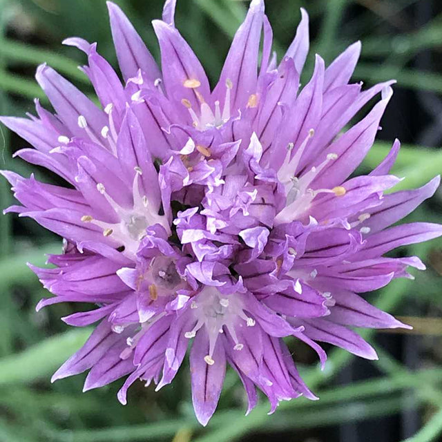 Chives – live perennial