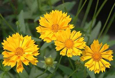 Coreopsis 'Jethro Tull' – Fluted Tickseed