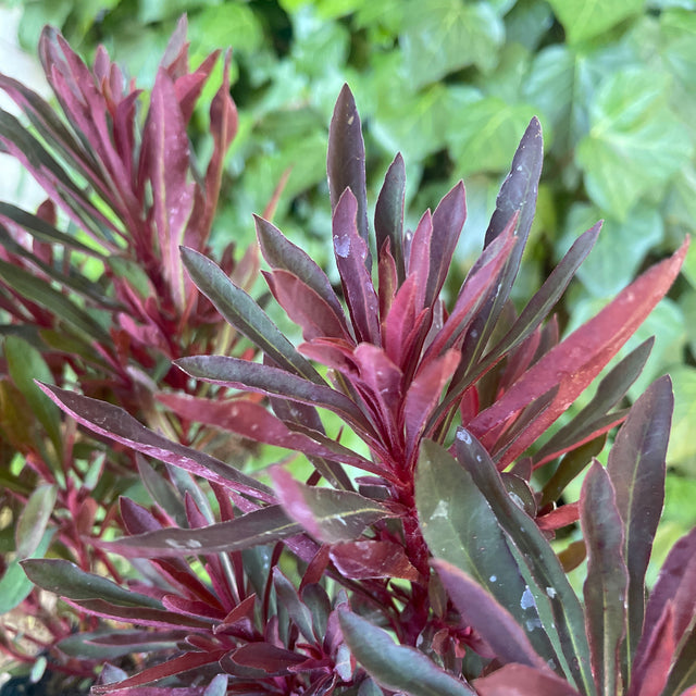 Euphorbia 'Miner's Merlot' – Spurge