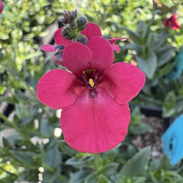 Diascia barberae 'Red Sunset' – Twinspur
