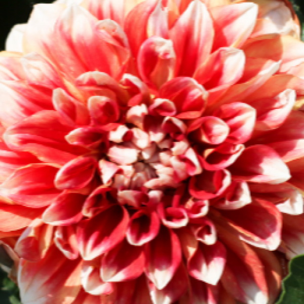 Dahlia variabilis Cherie 'Vintage Orange' – Dahlia