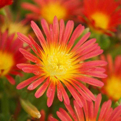 Delosperma 'Wheels of Wonder Fire Wonder' – Ice Plant