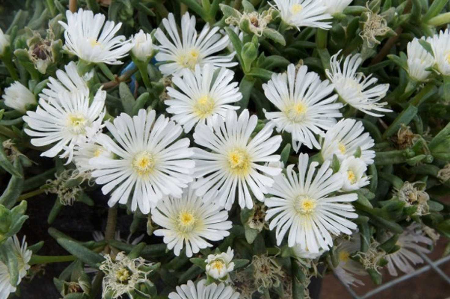 Delosperma Wheels of Wonder 'White Wonder (Ice Plant)