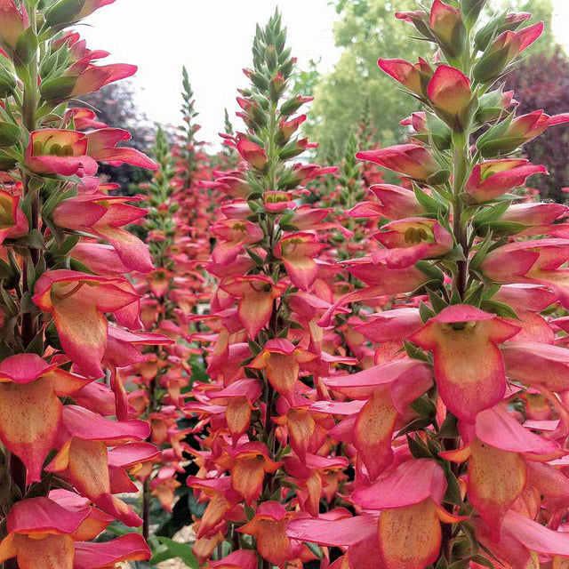 Digiplexis Illumination 'Flame' – Digiplexis