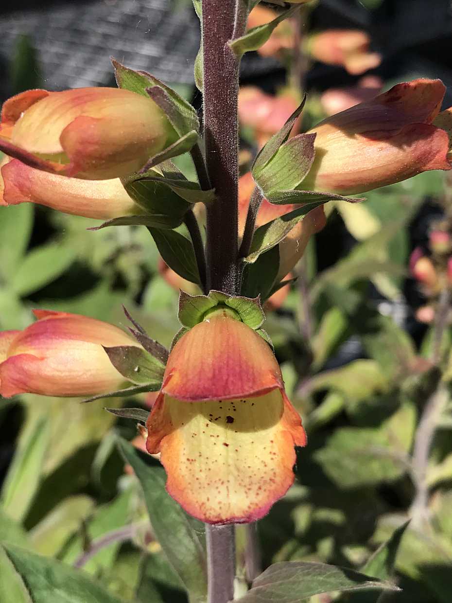 DIGIPLEXIS Illumination 'Apricot'