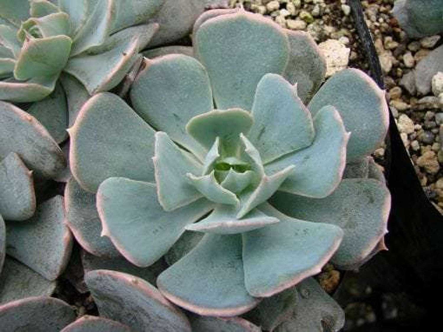 ECHEVERIA 'Caribbean Blue'