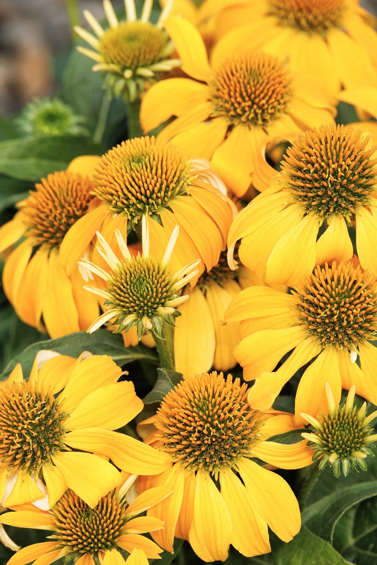 ECHINACEA hybrid Guatemala 'Gold'