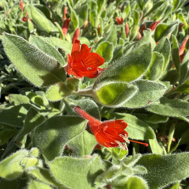 Epilobium canum var. latifolium 'Everett's Choice' – California Fuchsia