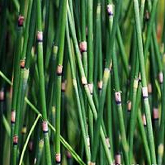 Equisetum hyemale – Scouring Rush, Dutch Rush