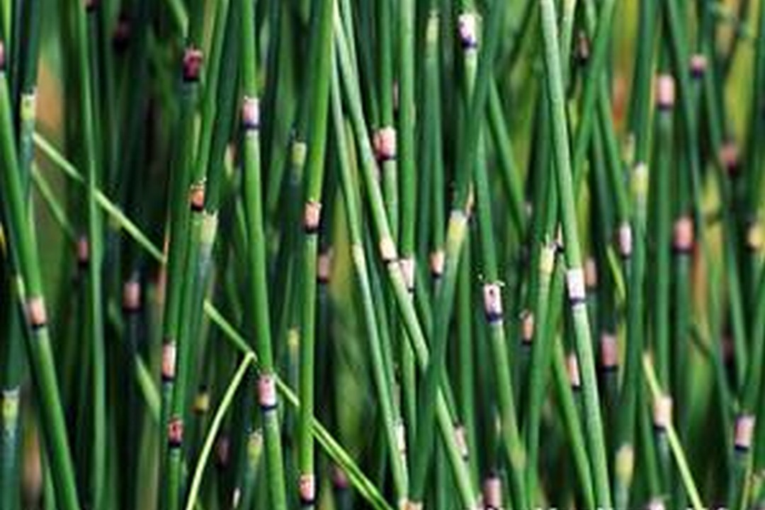 EQUISETUM hyemale (Available Now)