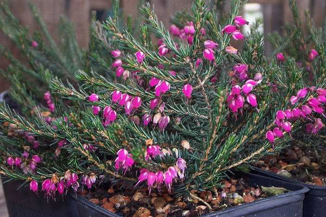 Erica x darleyensis 'Kramer’s Red' – Darley Heath