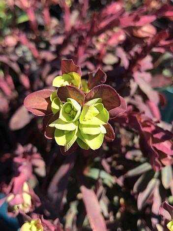 Euphorbia amygdaloides 'Purpurea' / 'Rubra' – Wood Spurge