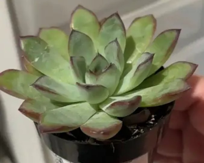 ECHEVERIA pulidonis Pulido's Echeveria