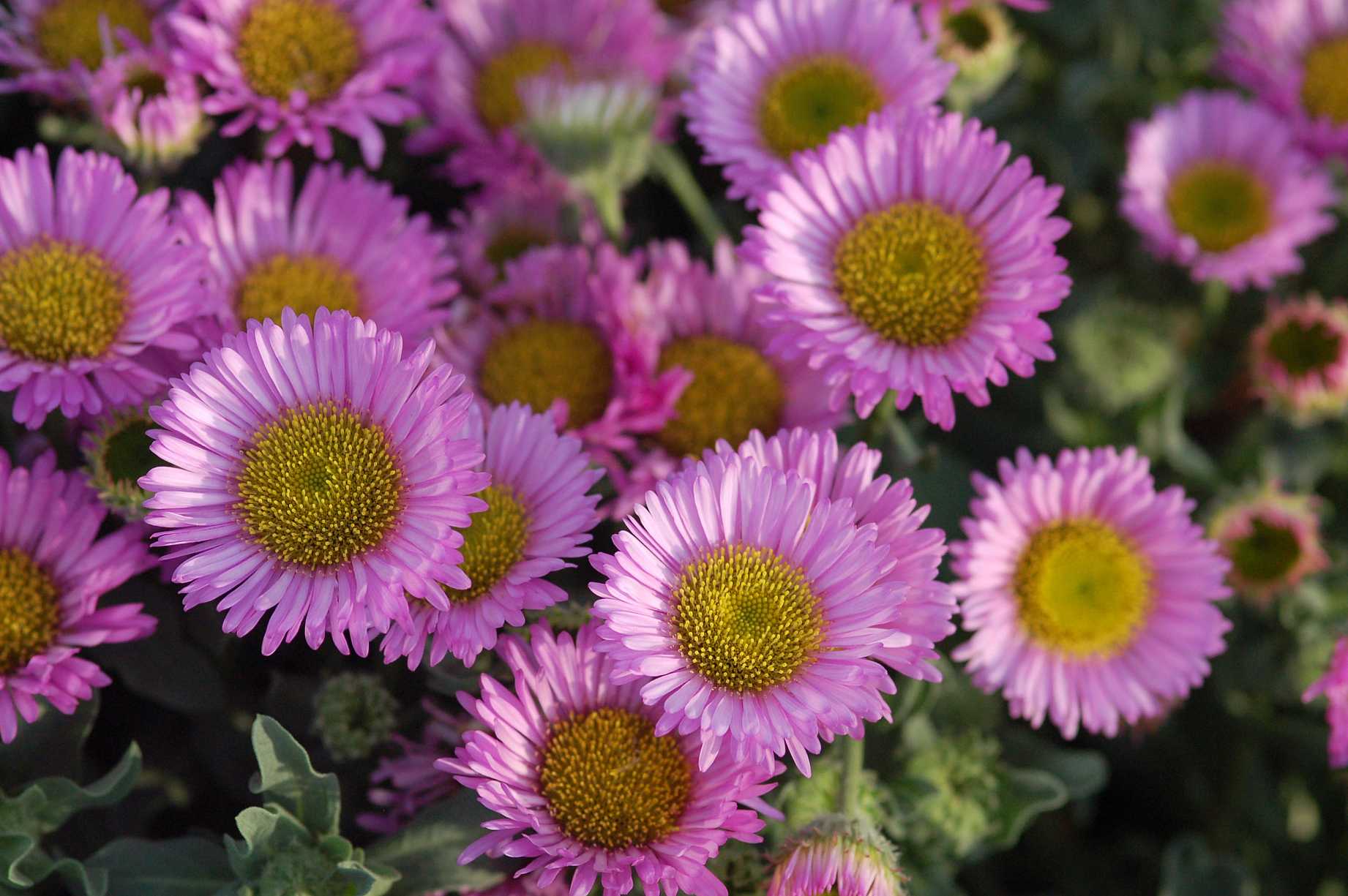 ERIGERON glaucus 'Sea Breeze'