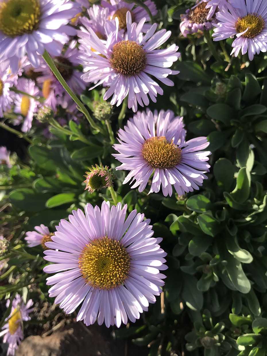 ERIGERON glaucus 'Wayne Roderick'