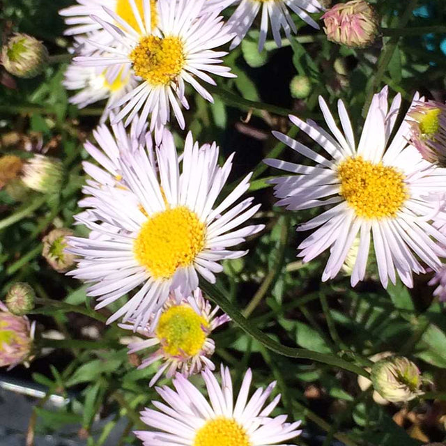 Erigeron karvinskianus 'Moerheimii' – Mexican Daisy