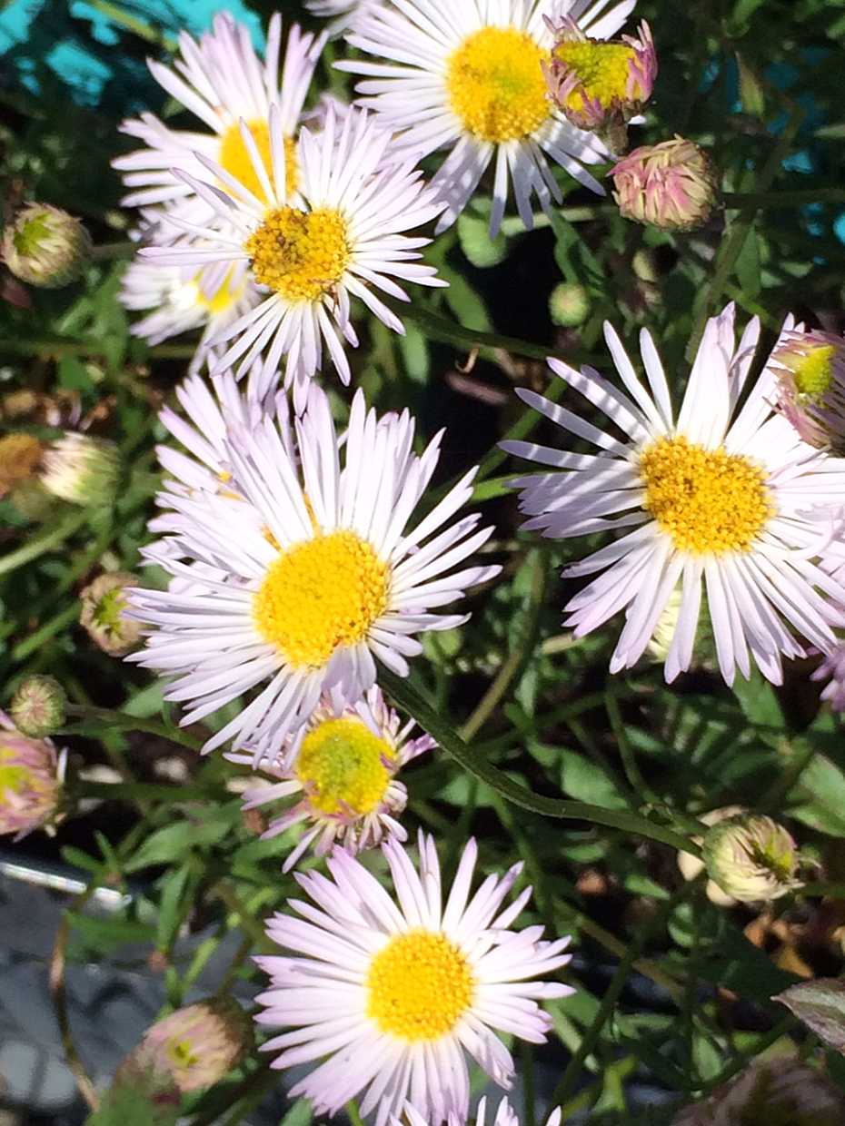 ERIGERON karvinskianus 'Moerheimii'