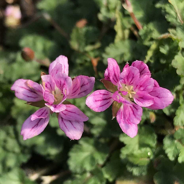 Erodium x variabile 'Flore Pleno' – Double Pink Alpine Geranium
