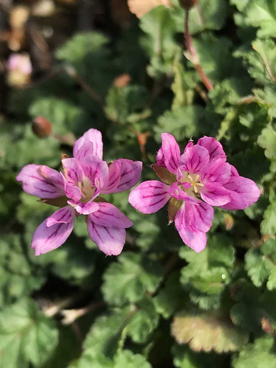 ERODIUM x variable 'Flore Pleno' (Available Now)